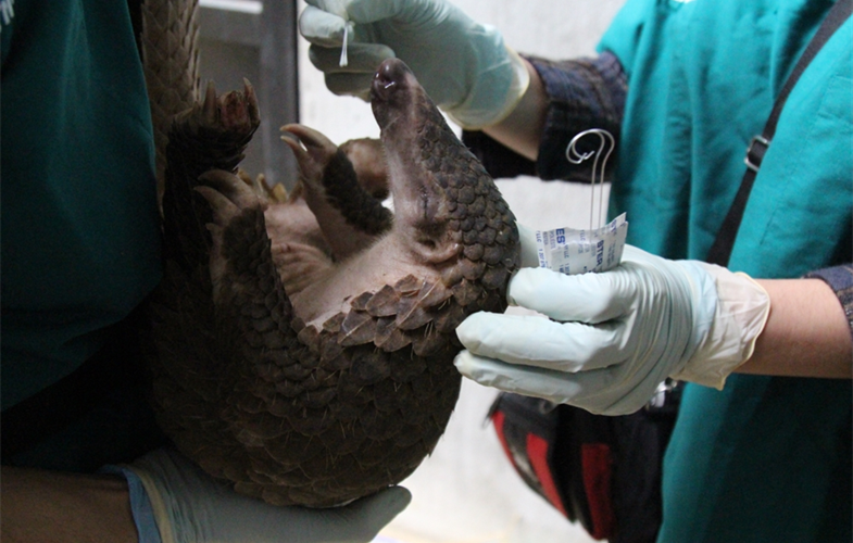 An oral swab is collected from a pangolin by WCS wildlife health professionals at a wildlife rescue center in Viet Nam.  CREDIT: WCS Viet Nam